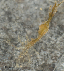 Caprella