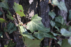 Hedera helix