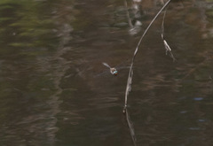 Helocordulia selysii