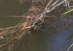 Helocordulia selysii