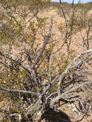 Peniocereus greggii greggii