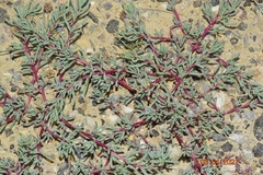 Halogeton sativus