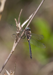 Helocordulia selysii