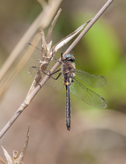 Helocordulia selysii
