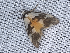 Philenora irregularis