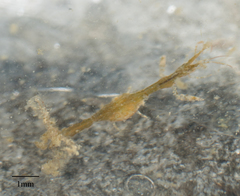 Caprella