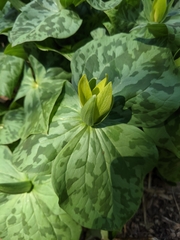 Trillium luteum