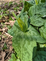 Trillium luteum
