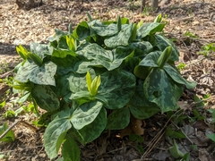 Trillium luteum