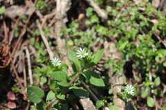 Stellaria media