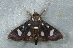 Bocchoris