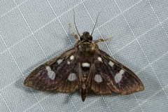 Bocchoris