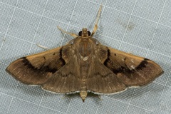 Pilocrocis milvinalis