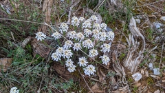 Iberis carnosa