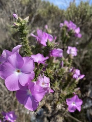 Linanthus californicus