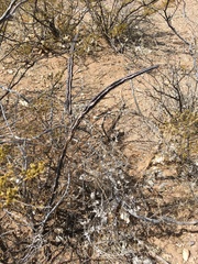 Peniocereus greggii greggii