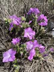Linanthus californicus