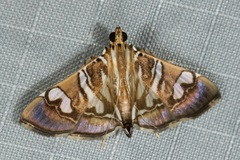 Chabula telphusalis
