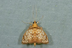 Neoanalthes pseudocontortalis