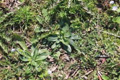 Plantago lanceolata