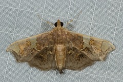 Chrysothyridia invertalis