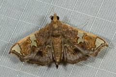 Chrysothyridia invertalis