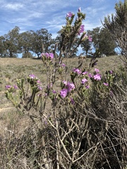 Linanthus californicus