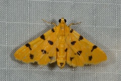 Dichocrocis
