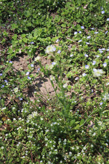 Mummenhoffia alliacea