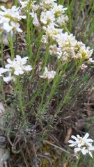 Iberis carnosa