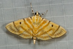 Notarcha tigrina