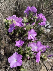 Linanthus californicus