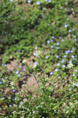 Mummenhoffia alliacea
