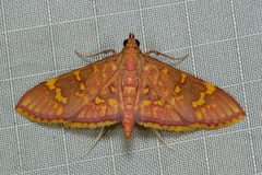 Sameodes pictalis