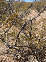 Peniocereus greggii greggii