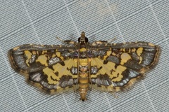 Eurrhyparodes bracteolalis