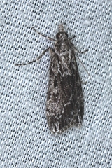 Scoparia syntaracta