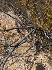 Peniocereus greggii greggii