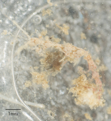 Caprella
