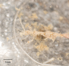 Caprella