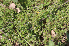 Veronica hederifolia