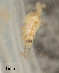 Eumalacostraca