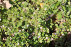 Veronica hederifolia