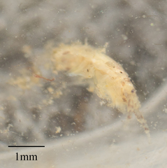 Eumalacostraca