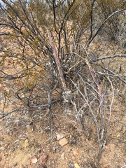 Peniocereus greggii greggii