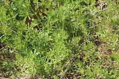 Galium aparine