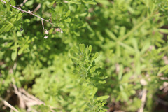 Galium aparine