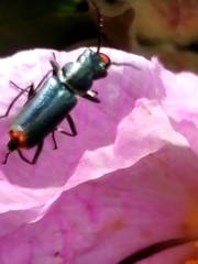 Clanoptilus abdominalis