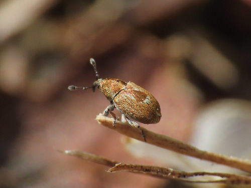 Sibinia signata