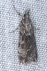 Scoparia syntaracta